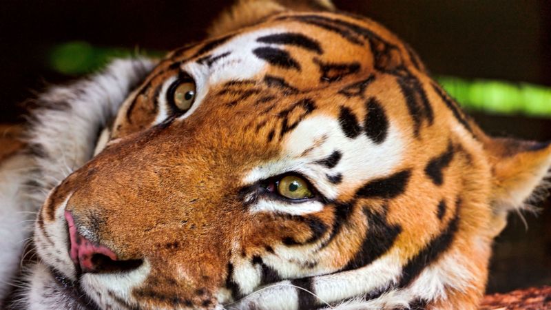 4K超清虎头猛兽壁纸 张张震撼到挪不开眼