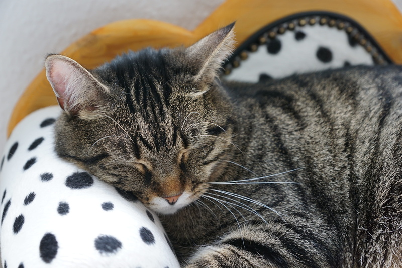 家里的慵懒虎斑猫