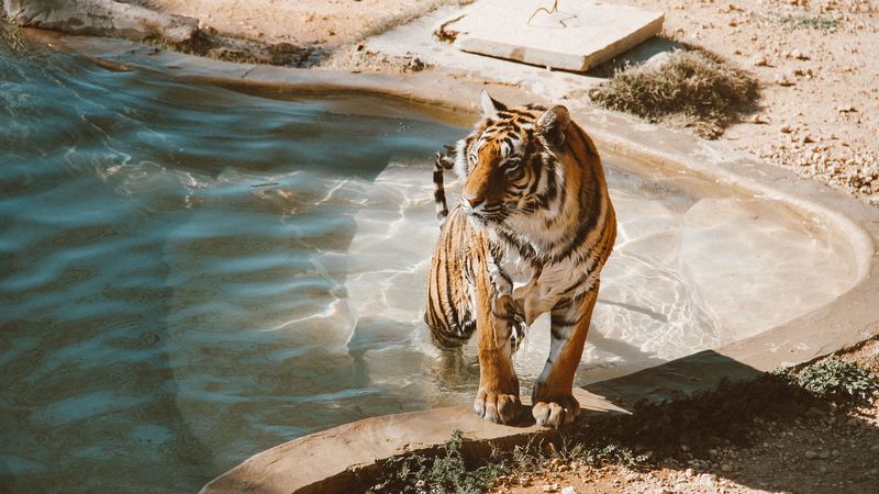 4K超清壁纸｜泳池里的孟加拉虎 野性大猫捕食者氛围感拉满