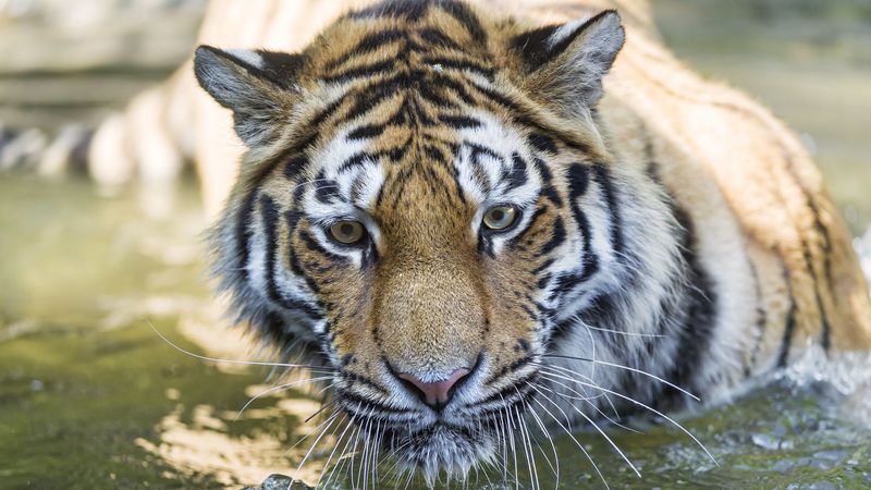 霸气野生大猫4K壁纸合集