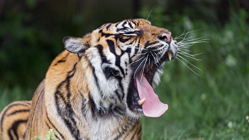 打哈欠吐舌头的大猫捕食者 4K高清壁纸合集
