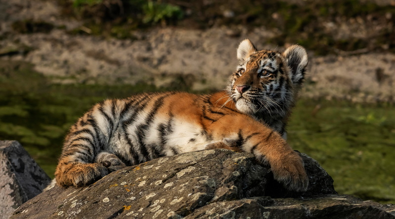 老虎姿势野生猫咪自然背景5K高清壁纸
