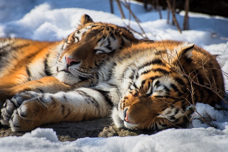 雪地酣眠的大猫 高清壁纸合集