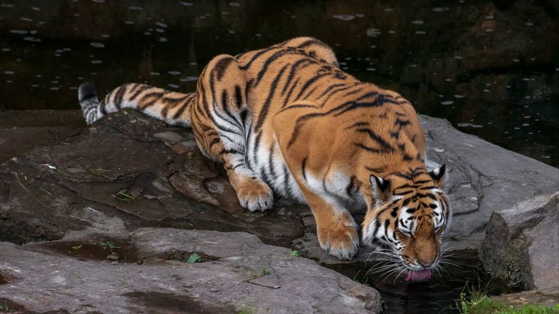 吐舌大猫壁纸合集
