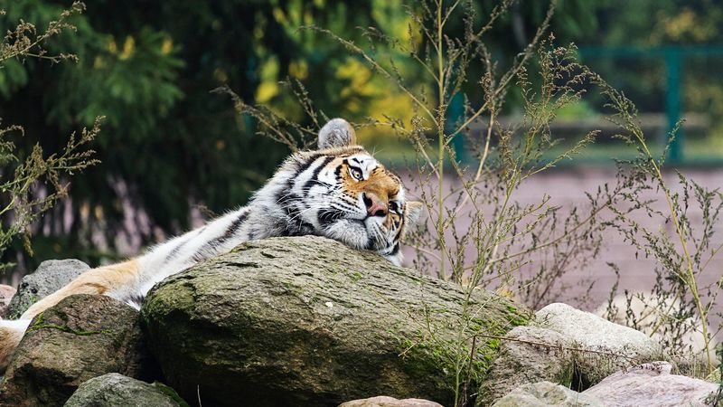 ## 四只4K超清老虎壁纸 野性十足的条纹大猫 predators