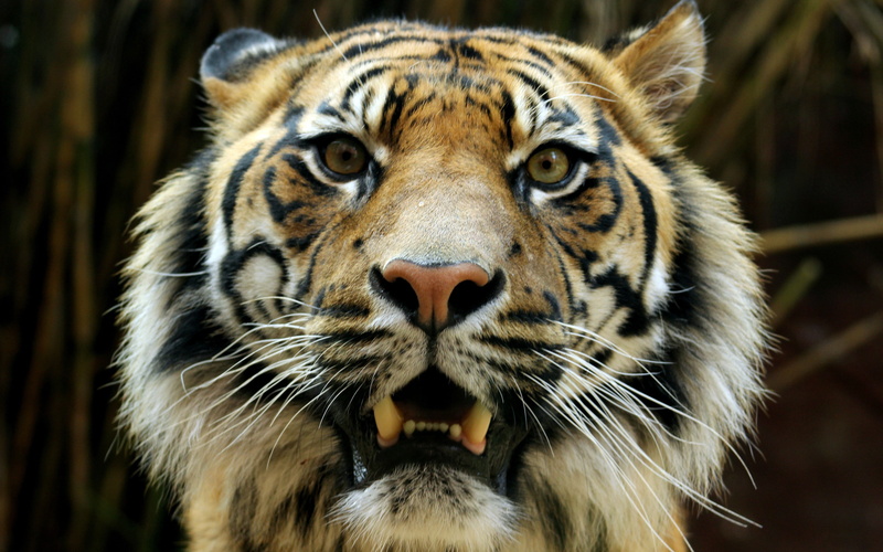 这组壁纸的主角全是发怒的猛兽