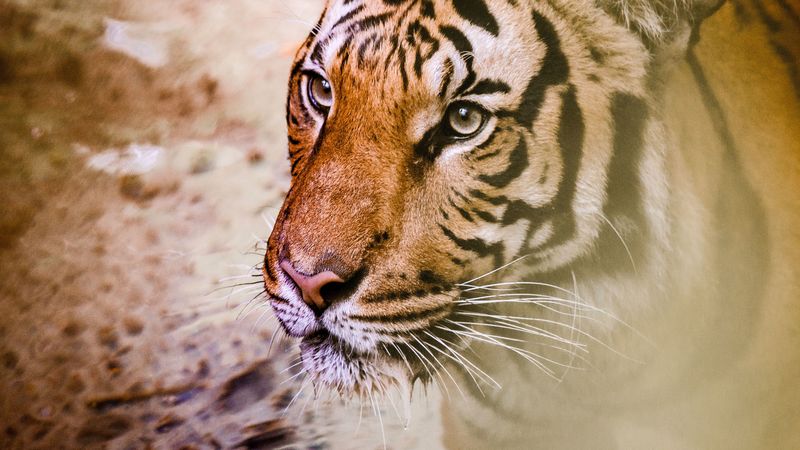 4K超清壁纸！猛兽侧脸合集：虎与豹的野性特写