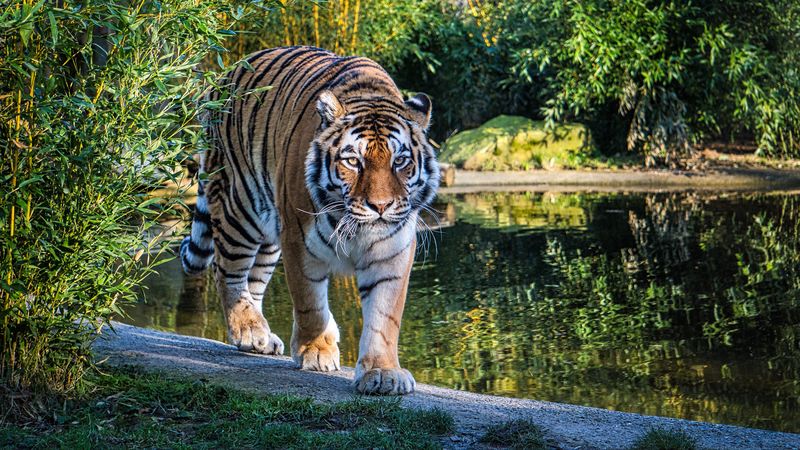 # 4K超清壁纸合集 猛兽掠影：虎狮豹的致命一瞥