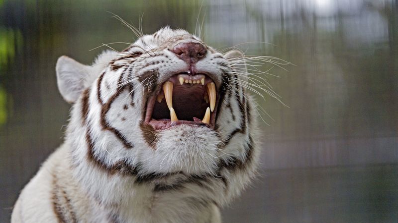 白化猛虎的凶狠獠牙4K壁纸