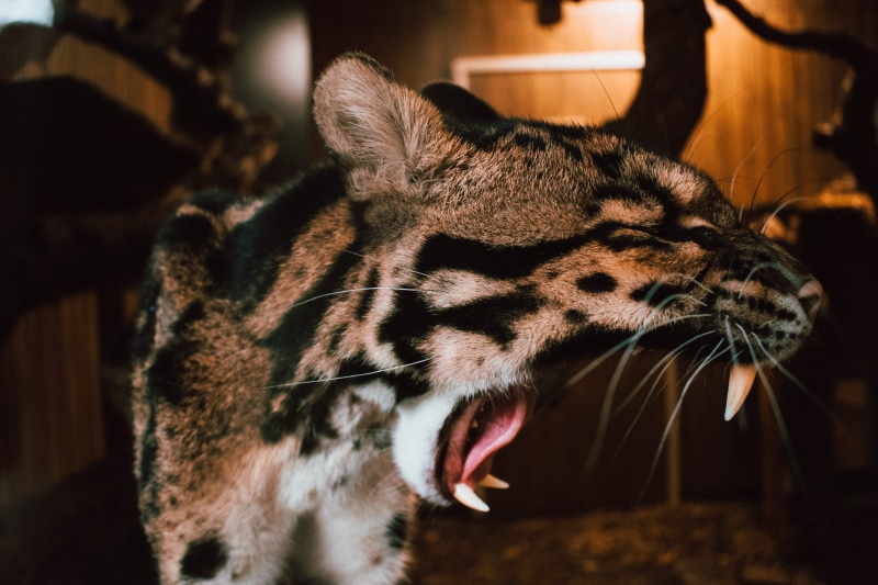 打哈欠的豹猫？不对，是张着嘴的野生大猫壁纸合集
