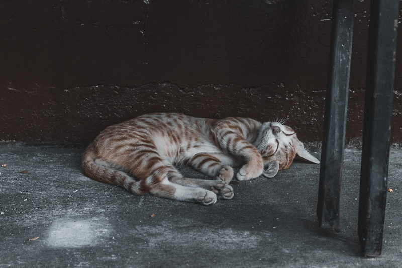 曼谷波德加旅舍里软乎乎睡大觉的小猫咪壁纸合集