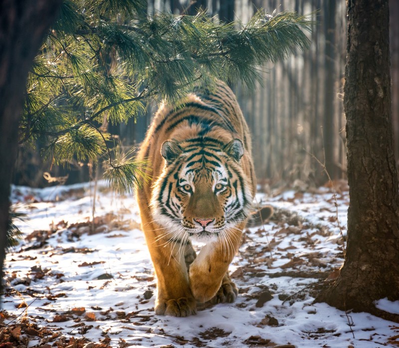 雪地里的猛虎壁纸合集
