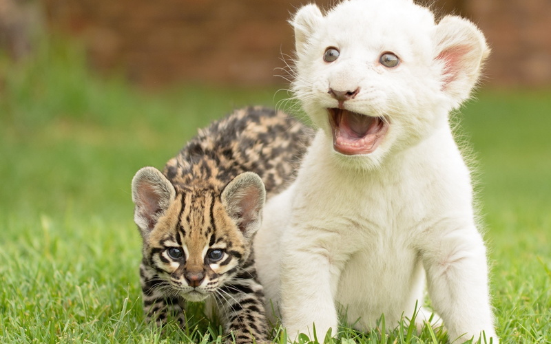超养眼的猛兽幼崽高清壁纸合集
