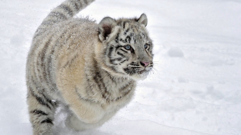 雪色爪印小奶猫与白虎壁纸合集