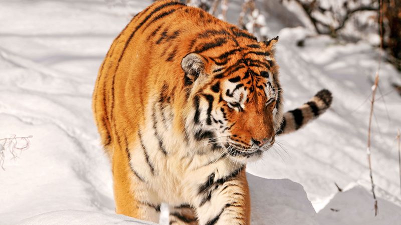 雪山上攀援的猛虎 4K超清壁纸