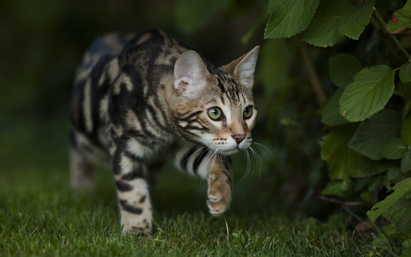绿眼黑猫壁纸合集
