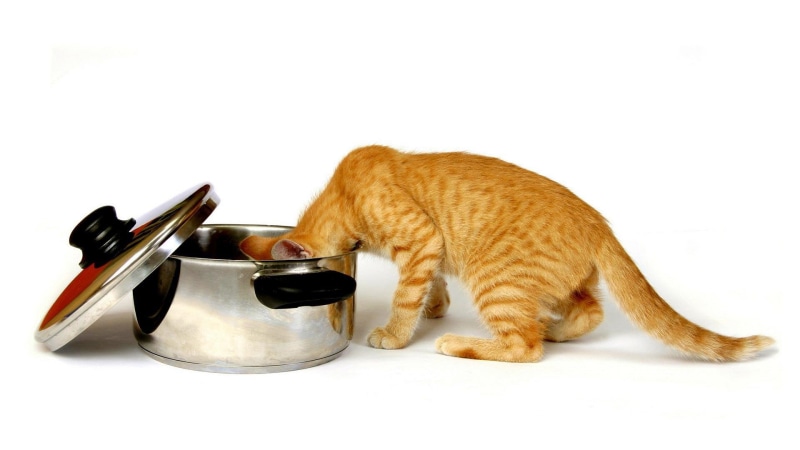 绝美壁纸合集：萌虎与橘猫的治愈日常