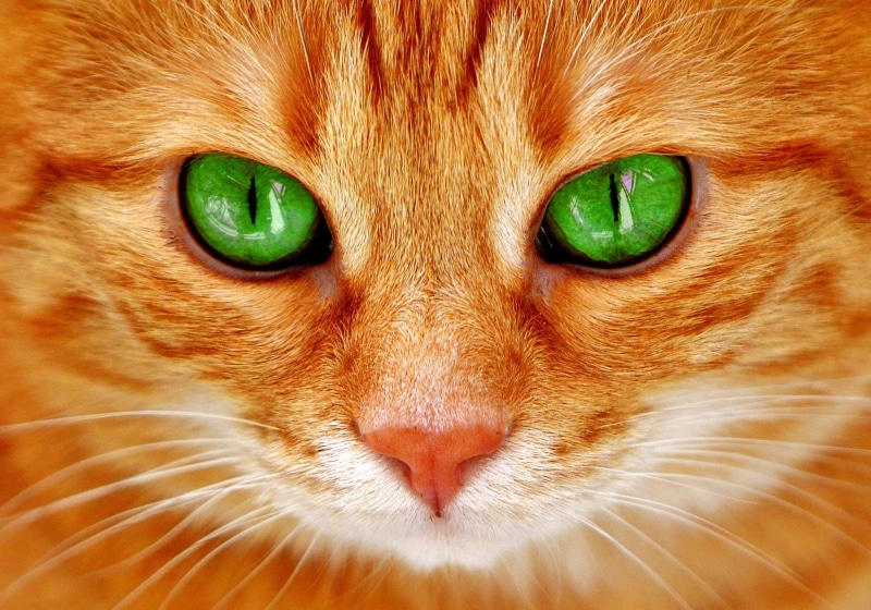 绿眸虎斑猫壁纸合集