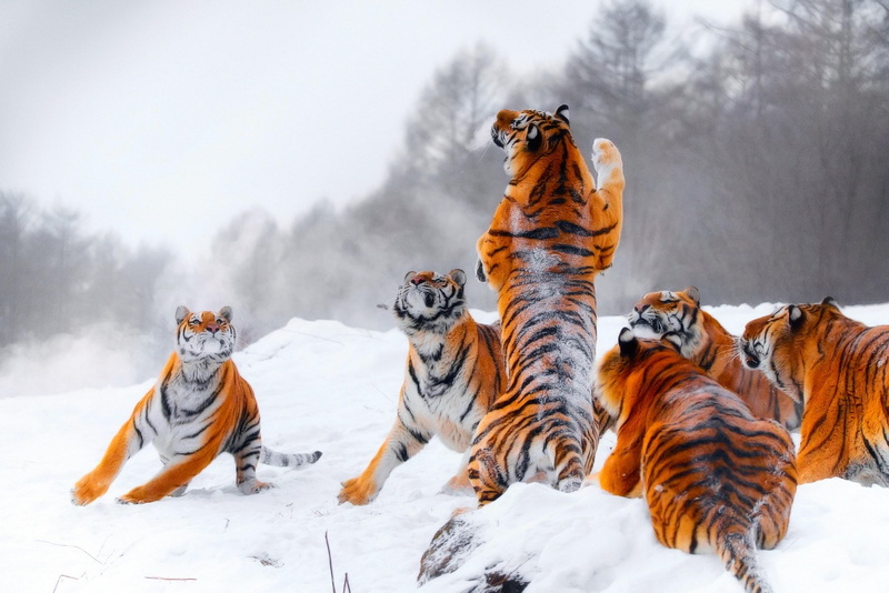 雪地野生虎群壁纸
