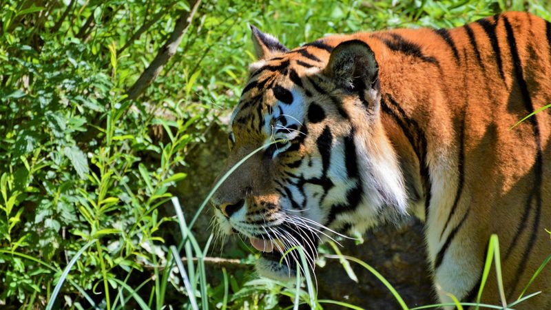帅炸！4K超清虎豹猛兽面部壁纸合集