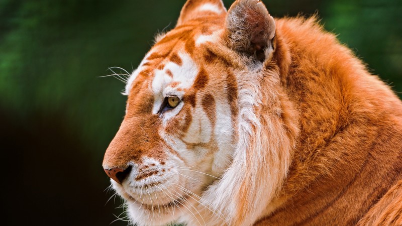 野性猛虎高清壁纸