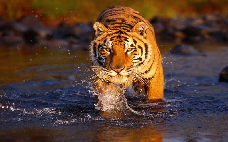 水边猛虎高清壁纸