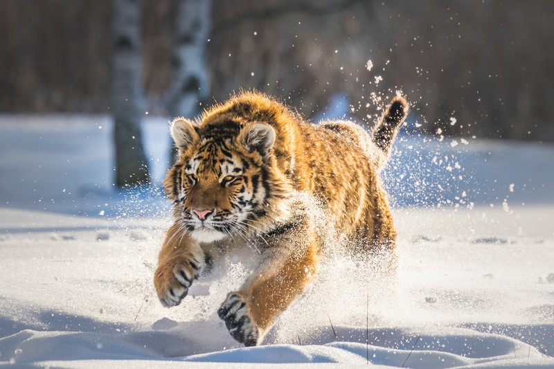 雪地狂奔的大猫们