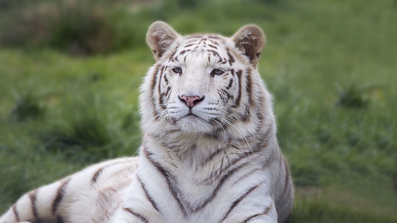 卧躺的猛虎壁纸合集