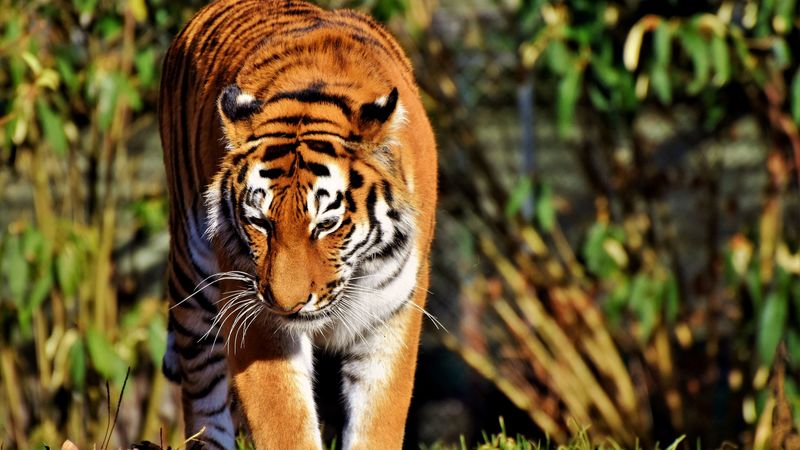 老虎捕食者大型猫科动物行走4K高清壁纸