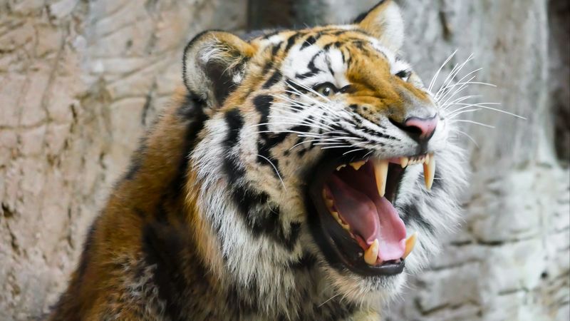 老虎獠牙特写壁纸 4K高清