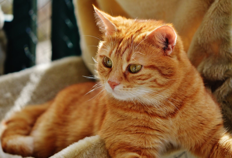 软萌红虎斑小猫壁纸