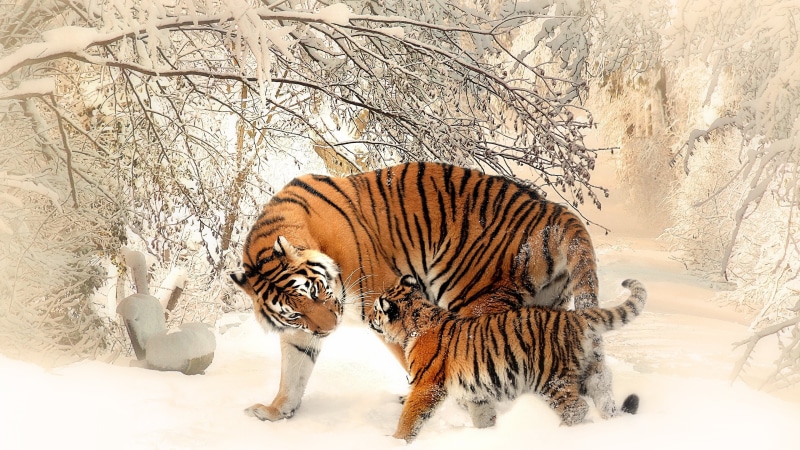 雪地野生虎高清壁纸合集