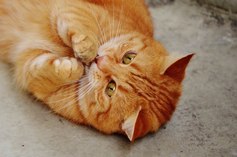 这几张橘猫壁纸太治愈！软乎乎的虎斑小奶猫贴脸拍