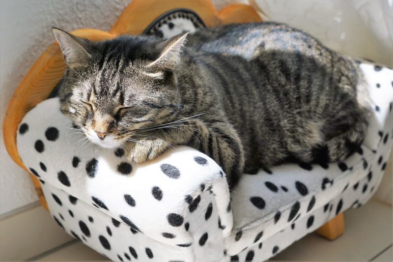 危险条纹大猫壁纸合集