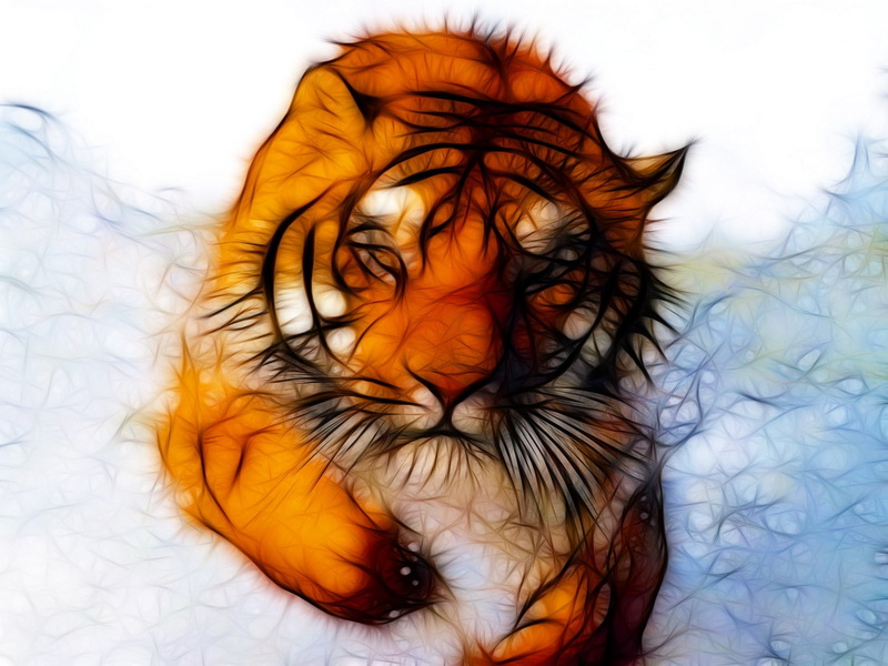 这组壁纸的主角居然是长人脸的老虎？720P高清野生猛兽壁纸合集