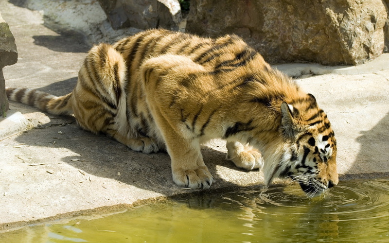 凶猛野性猫咪 2K超清渴水老虎壁纸