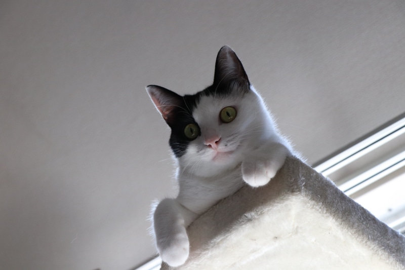 猫咪和老虎的混搭萌感壁纸